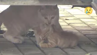 Мать-кошка не принимает смерть своего малыша, она тащит котенка в безопасное место
