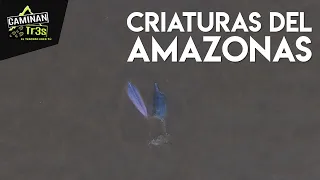 ENTRE DELFINES ROSADOS DEL AMAZONAS (COLOMBIA - PERÚ) || CaminanTr3s, El tercero eres tú!!