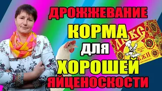 Дрожжевание корма для кур несушек. Как повысить яйценоскость.