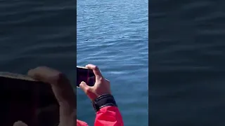 Sea Lion Jumps on Boat to Escape Orcas