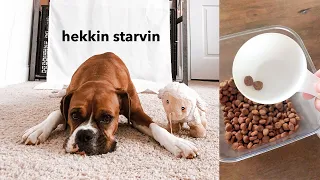 TIKTOK CHALLENGE 🐶 Pretending to put my dog on a diet 🥺