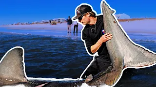 1200LB Shark From the BEACH!