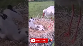 White stork kills baby #shorts