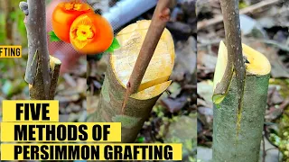 How to graft persimmon tree | Persimmon Grafting