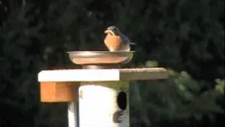 feeding bluebirds