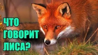 Ylvis - The Fox ("Что говорит лиса?" russian cover by Boloria)