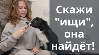 Собака ищет корицу и находит ее по запаху! Как подготовится к тесту по ноузворк? Дрессировка, Казань