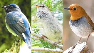 日本三鳴鳥 (ウグイス・オオルリ・コマドリ) の鳴き声【さえずり】