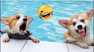 funny animals that will make you laugh in 10 seconds 😂💔