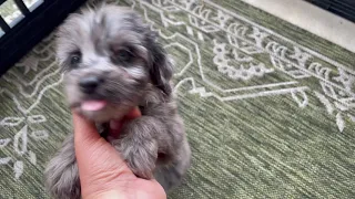 Merle Our  Smart & Playful Mini Aussiedoodle Puppy