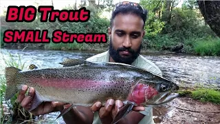 BIG Trout Small Stream - Trout Fishing North East Victoria