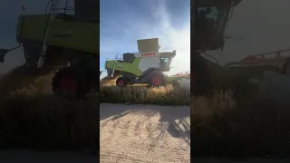 🌾Żniwa 2023 - Claas Trion 650 🚜