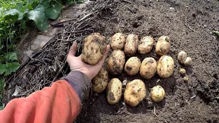 Картофель АМЕРИКАНКА.600 кг с сотки!Урожай картофеля 2020 года хорош!Посадка картофеля по Митлайдеру
