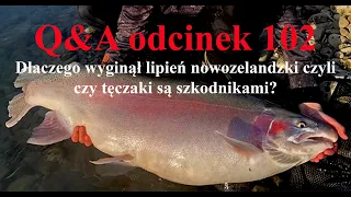 Q&A odcinek 102 - jeszcze raz o pstrągu tęczowym