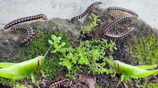 I Made Simple Terrarium to Keep The Millipedes,Harpaphe Haydeniana