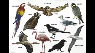 Названия птиц на русском языке. Птицы. Learn birds' names in Russian language