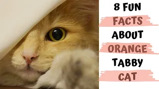 8 Fun Facts About the Orange Tabby Cat