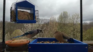 Don't Come Between a Blue Jay and His Corn