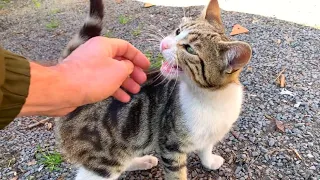 Homeless Kitten doesn't want me to go, it will warm your heart