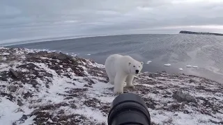 Однажды меня съест белый медведь