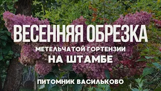 Весенняя обрезка гортензии на штамбе. Ванилла Фрейз и Киушу #гортензии #весенняяобрезкагортензий