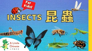 21 Insects 昆蟲 | Simple Insect Vocabulary in Traditional Chinese | Learn Chinese for Kids & Toddlers