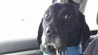 Dogs And Cats Reaction To Food - Funny Animal Reaction | Pets Town