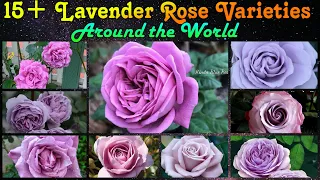 120 - 15+ Lavender Rose Varieties Around The World || Sterling Silver, Blue For You etc | Floral G.