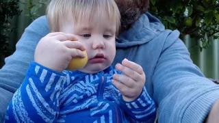 Baby eats a lemon like an apple. Very odd.