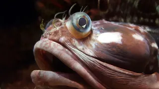 Facts: The Sarcastic Fringehead