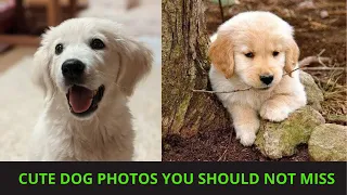 Cute dog photos | Cute puppies images | Dog photos dog pictures | Small dogs playing together | P84