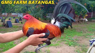 Gmg Farm Batangas - Big Farm In The Philippines | Beautiful Farm