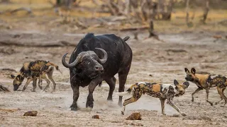 The power of the pack! Wild dogs Amazing relay hunting strategy |#animals, #trending ,#trendingvideo