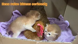 The mother cat is surprised😲|The father cat invites the hen to take care of the kittens.Funny  cute