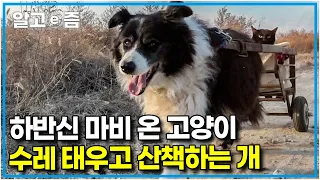 "서로 가족인 걸 아는 거 같아요" 차갑게 죽어가던 중 극적으로 구조되었지만, 하반신 마비로 걷기 힘든 고양이의 다리가 되어준 반려견┃고양이를 부탁해┃알고e즘