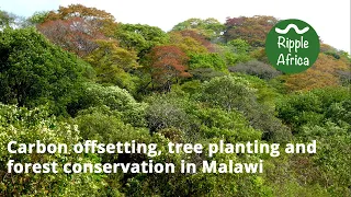 Carbon offsetting, tree planting and forest conservation - Ripple Africa