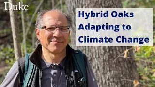 Hybrid Oaks Adapting to Climate Change