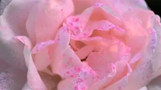 情熱の花（ドイツ語版）／カテリーナ／情熱の花