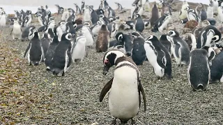 Take the ferry to see the penguins_Ushuaia Argentina