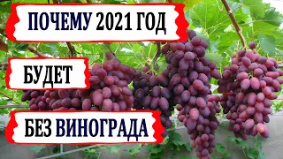 🍇 Почему в 2021 году не будет винограда? От чего вымерз виноград? Как определяют морозостойкость?