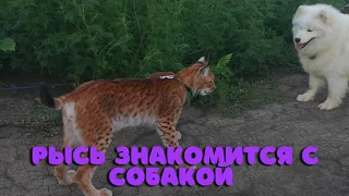 Рысь знакомится с собакой. / Lynx meet with the dog.