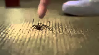 Spinnen horror