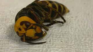 Eradicated Asian giant hornet nest in Whatcom County 3 times larger than one found in 2020