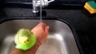 Muhabbet kuşu nasıl yıkanır?