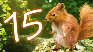 Dancing Squirrel | 15 Minute Countdown | Electronic Music