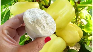 Just 1 tablespoon and the peppers will explode with growth! Do this now