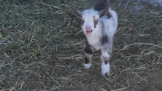 Playful baby goats #babygoats #goatsplay