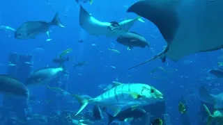 Aquarium 4K VIDEO (ULTRA HD) 🐠 Beautiful Fish - Relaxing Sleep Meditation Music