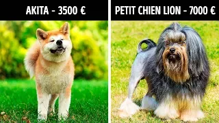 20 Chiens qui coûtent une fortune