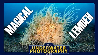 What Makes Lembeh A Special Underwater Photography Destination